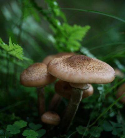 一位年长的蜜坊师傅站在石窖蜜罐前,神情专注地检查蜂蜜结晶状态